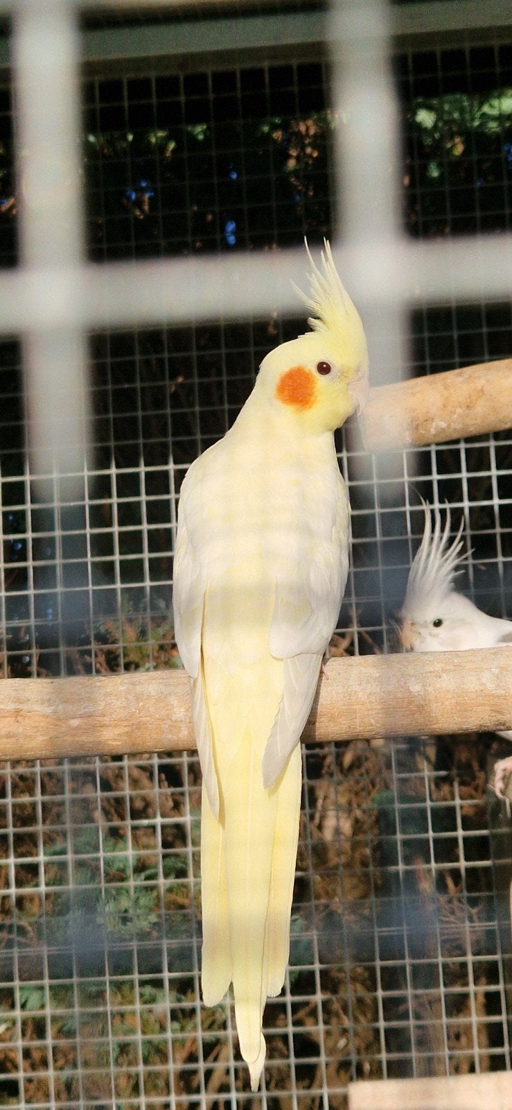 3 calopsittes, Animaux & Accessoires