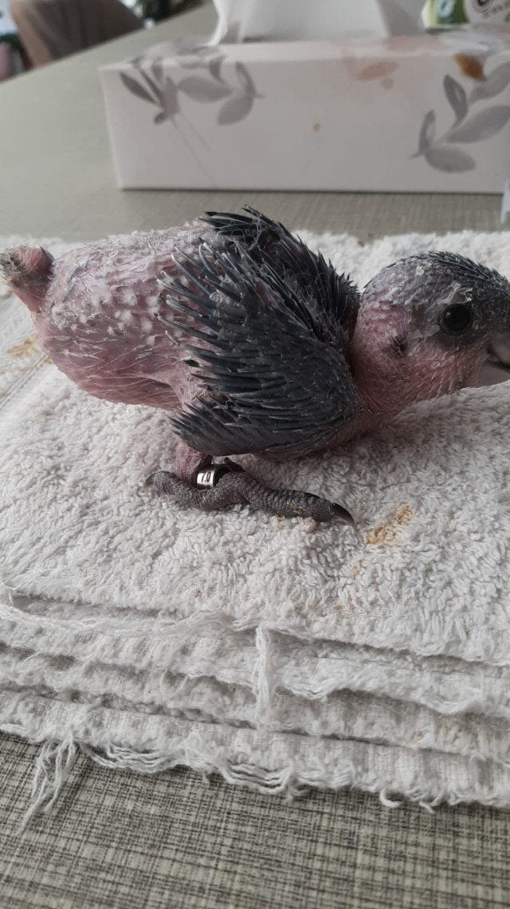Zwartkop caique, Sexe inconnu, Perroquet, Domestique