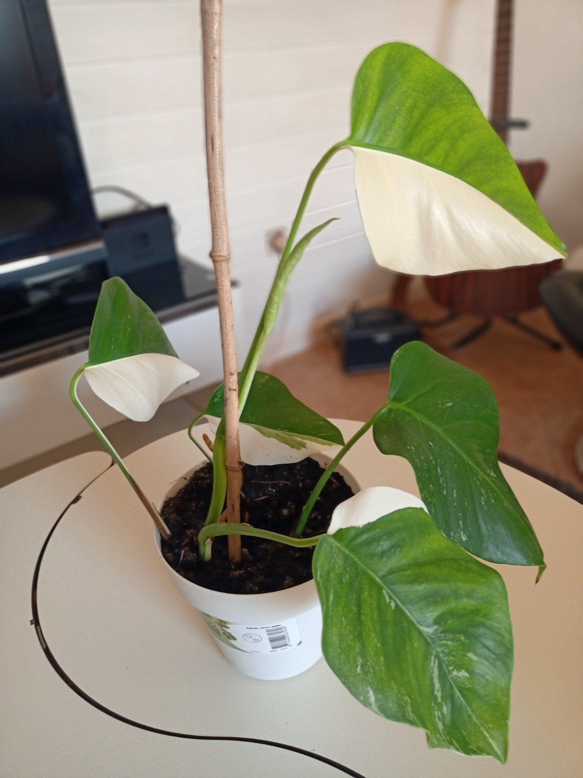 Monstera, Deliciosa., Enlèvement