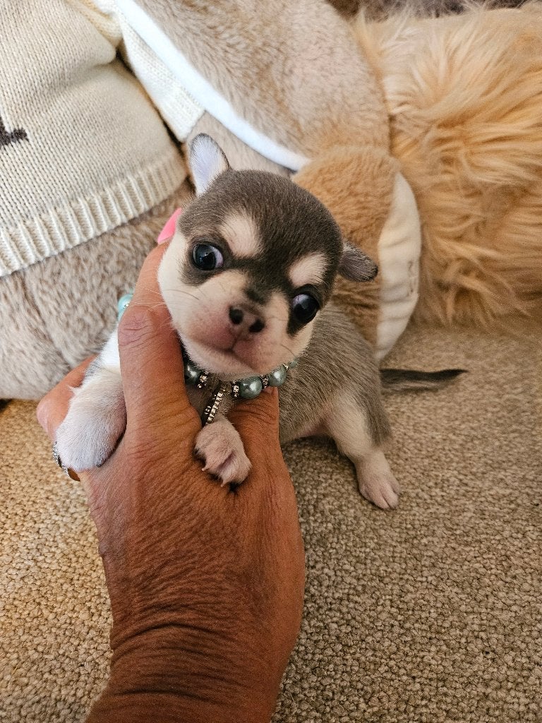 Chihuahua teefje, Maladie de Carré (chiens), Chienne, Belgique, 8 à 15 semaines