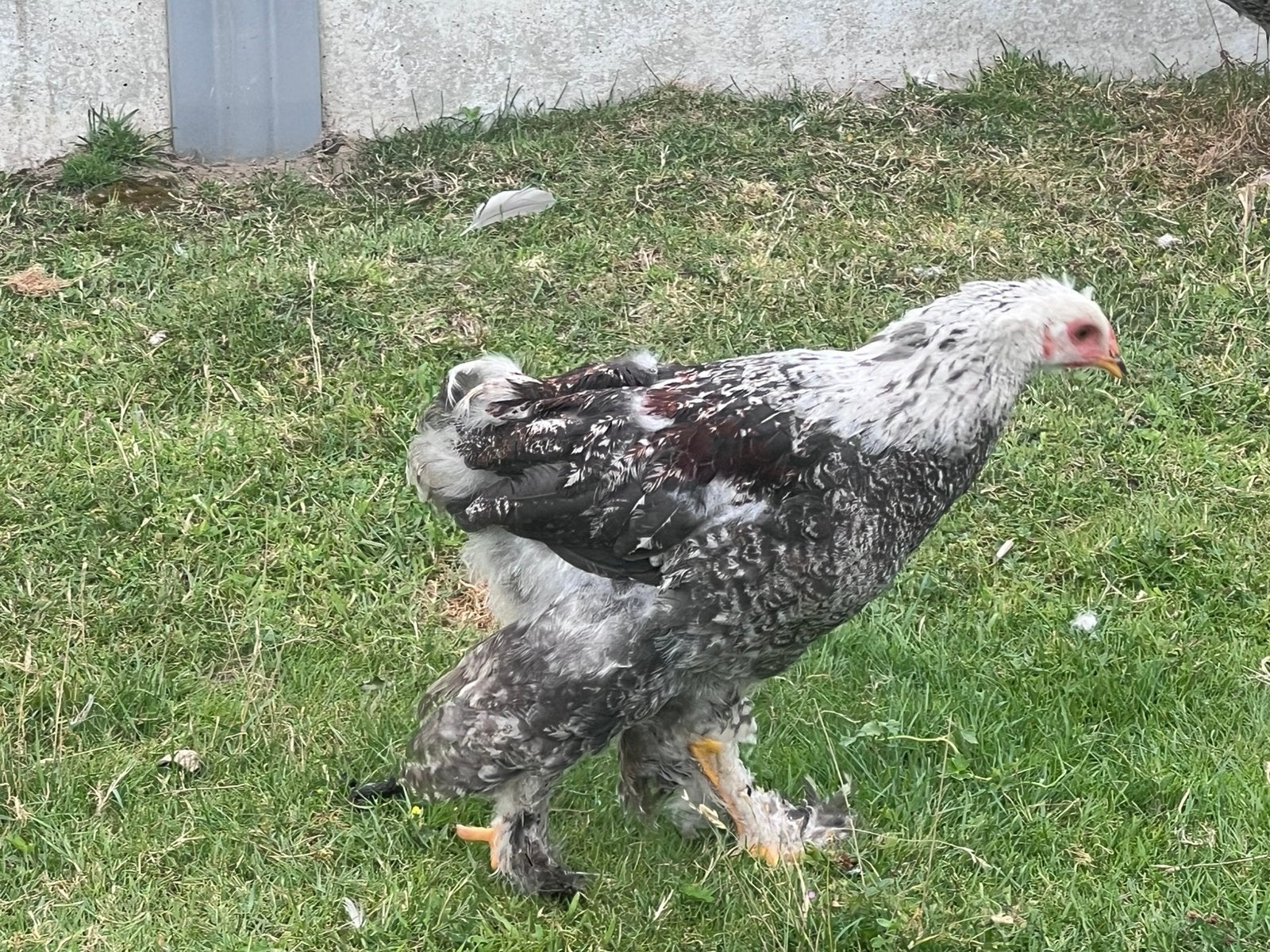 Brahma, Dieren en Toebehoren, Mannelijk, Kip