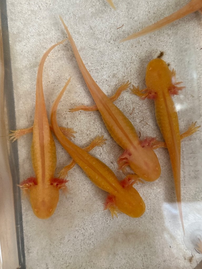 Golden albino axolotls, Dieren en Toebehoren