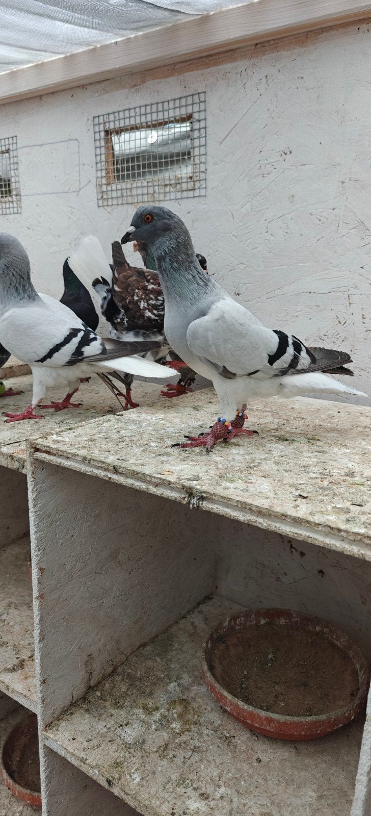 Duiven te koop, Animaux & Accessoires, Oiseaux | Pigeons