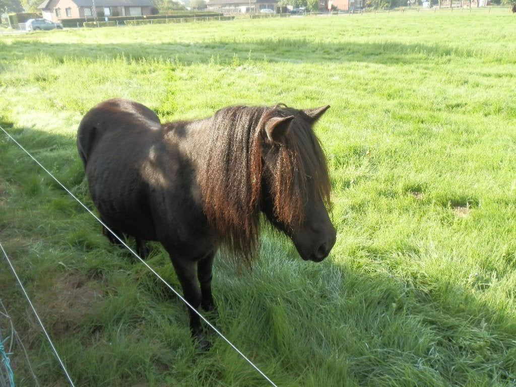 shetland pony, Merrie, Met stamboom, Niet van toepassing, A pony (tot 1.17m)