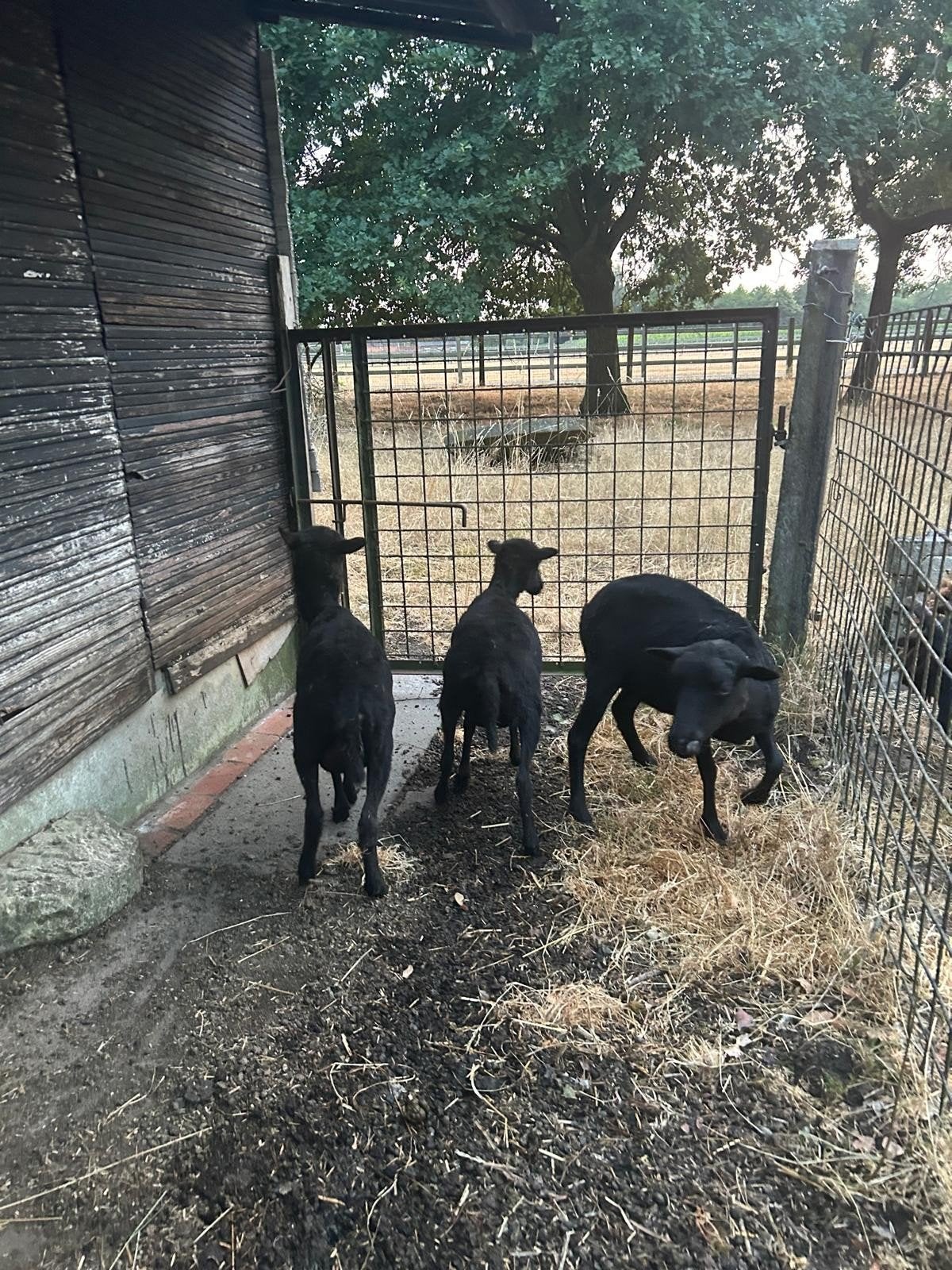 3 heel mooie mini schaapjes quesant ooien, Dieren en Toebehoren, Schapen, Geiten en Varkens, Vrouwelijk, Schaap, 0 tot 2 jaar