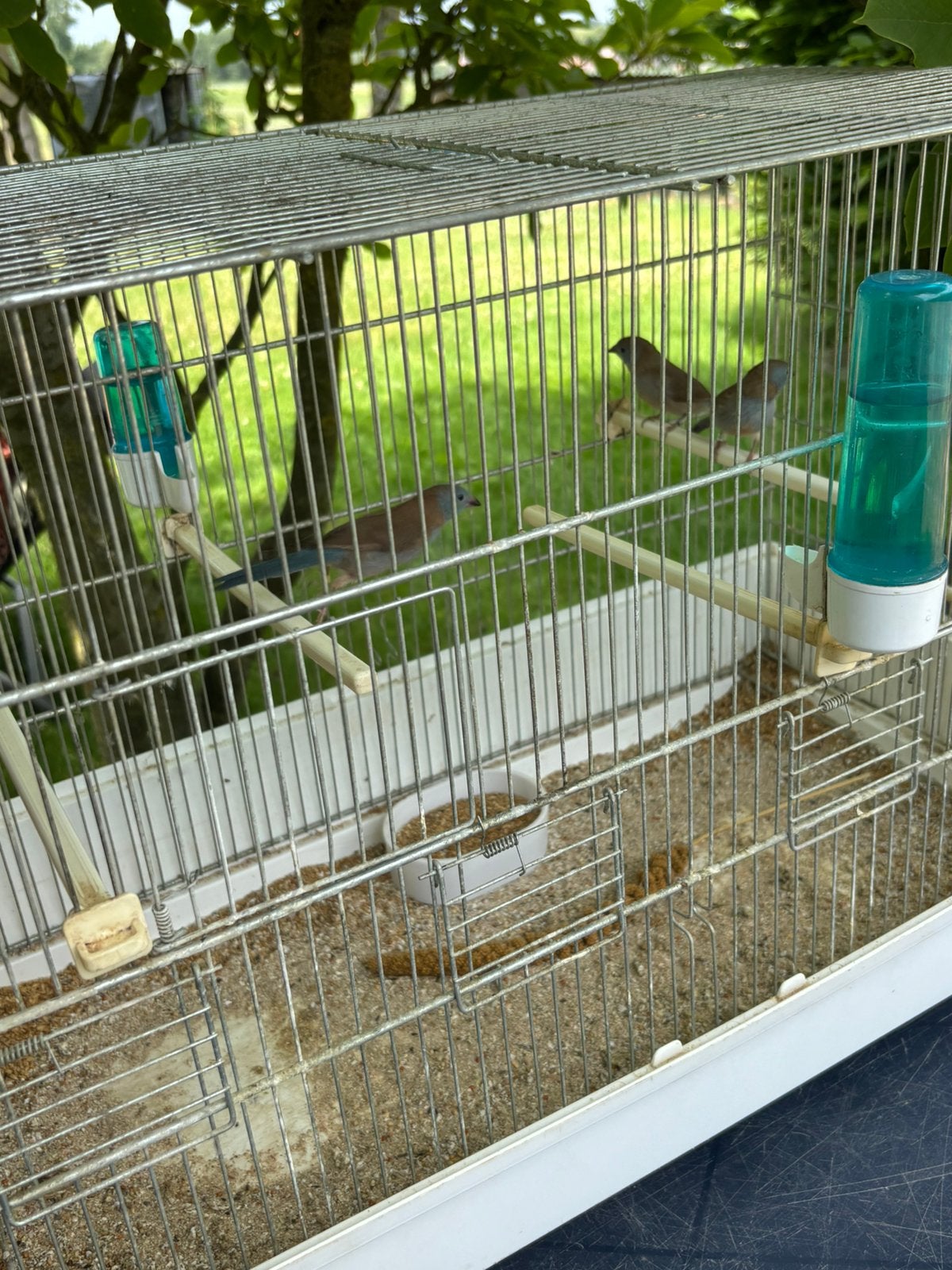 Blauwkopfazantjes, Dieren en Toebehoren, Vogels | Overige Vogels, Meerdere dieren, Tropenvogel, Geringd