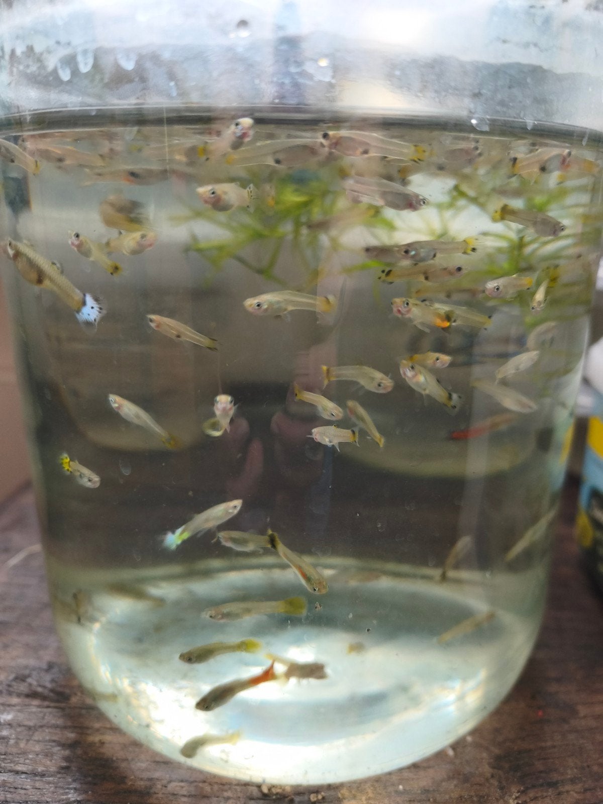 Vrouwelijke guppy's