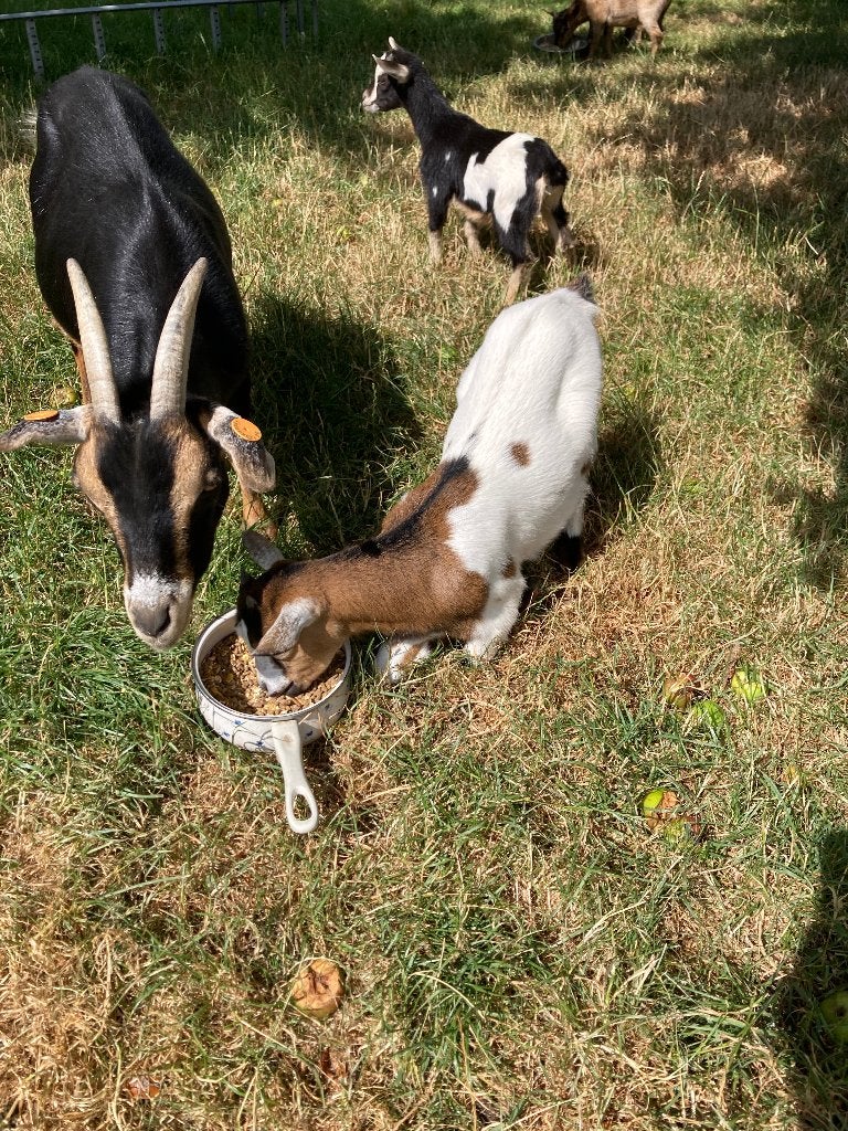 geitjes te koop, Vrouwelijk, Geit, 0 tot 2 jaar