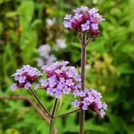 Verbena bonariensis/ijzerhard, 6 voor 5 euro ,bijenplant, Tuin en Terras, Volle zon, Vaste plant, Zomer, Ophalen