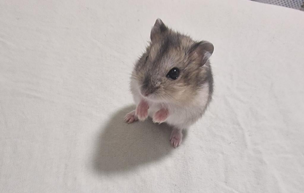 Schattige tamme Djoengaarse dwerghamsterbaby’s, Dieren en Toebehoren, Knaagdieren, Meerdere dieren, Hamster, Maart, Tam