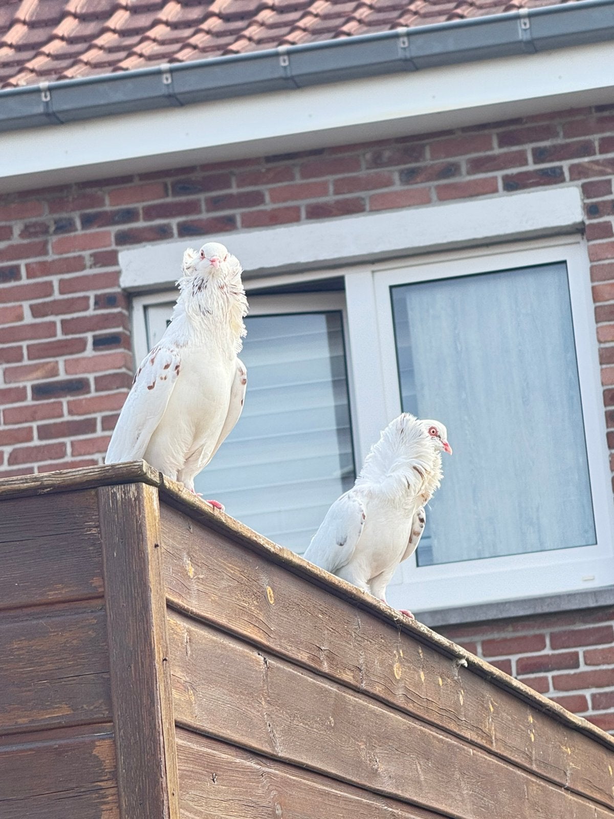 mooie Duiven, Dieren en Toebehoren, Geslacht onbekend, Postduif