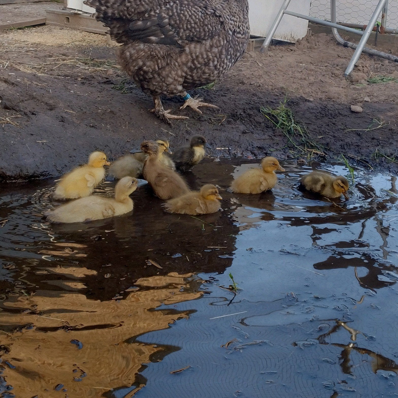 Indische loopeenden kuikens, Dieren en Toebehoren, Pluimvee, Geslacht onbekend, Eend