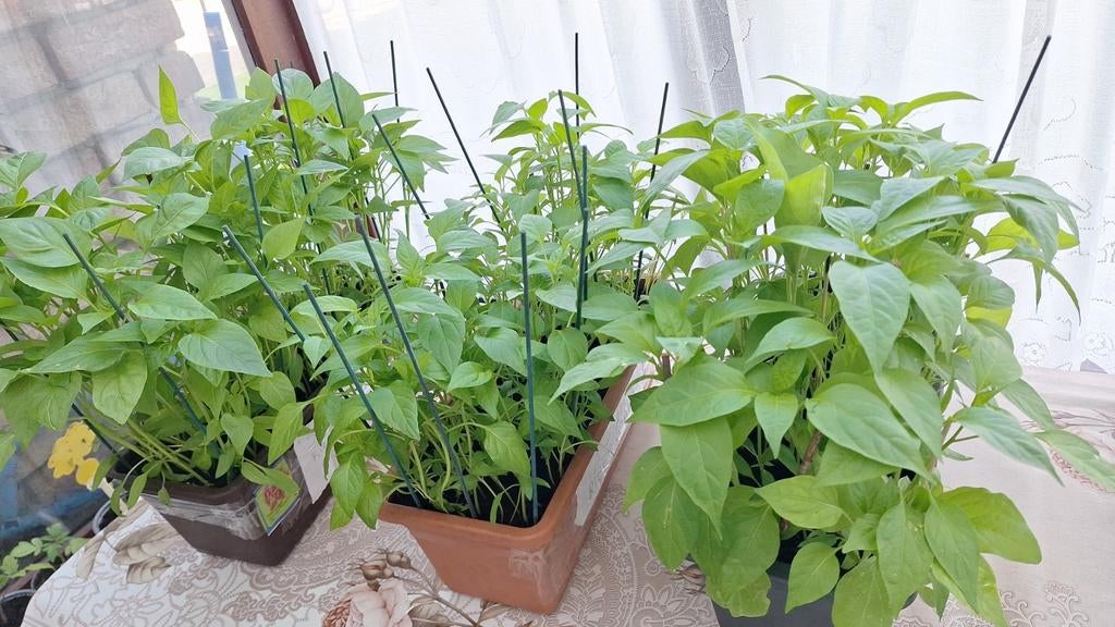 Planten pepers paprika tomaaten auberjine planten beshicbaar, Tuin en Terras, Ophalen of Verzenden