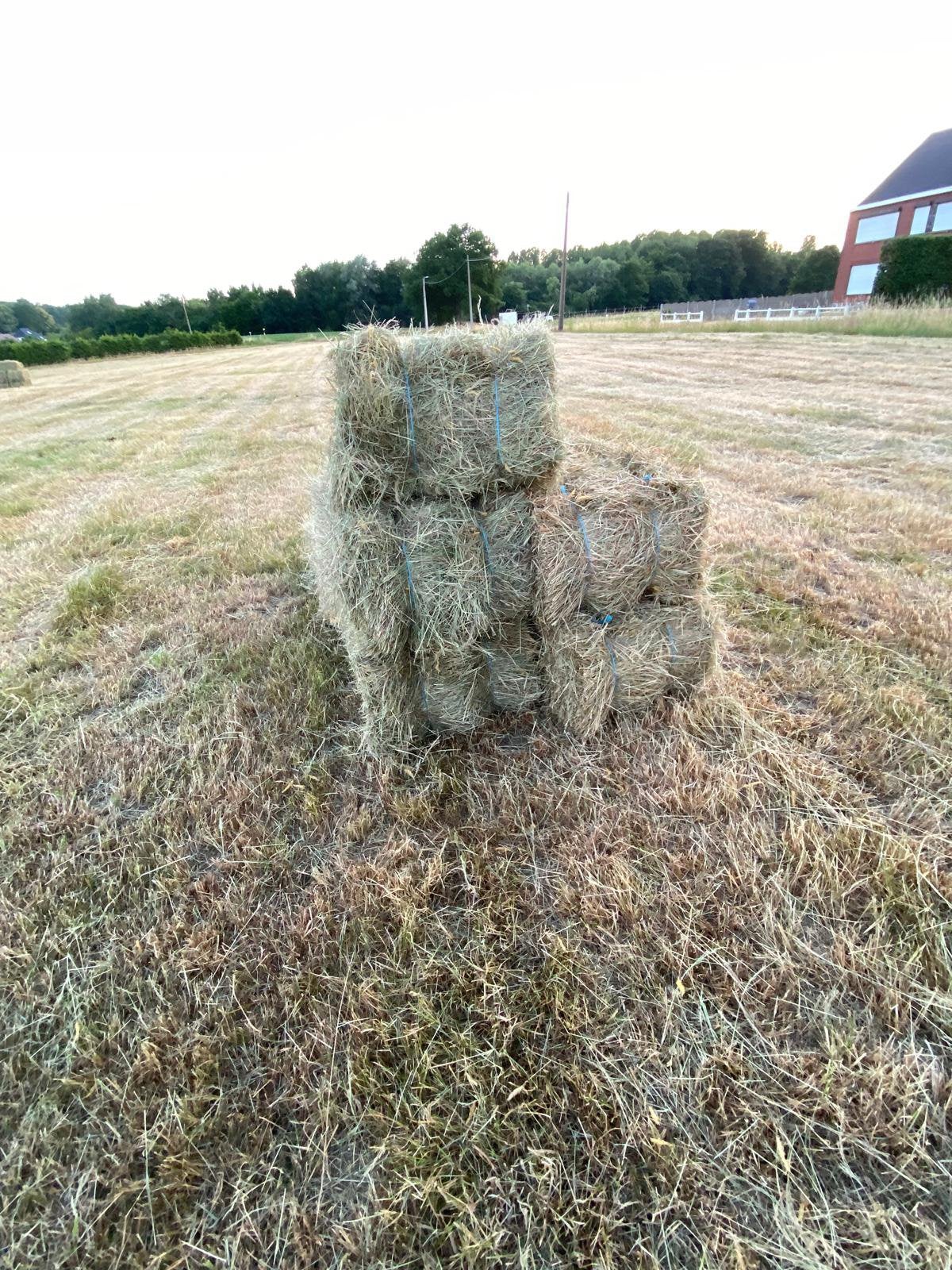 Hooi te koop ( paarden) 1e snede, Dieren en Toebehoren, Dierenvoeding, Ophalen