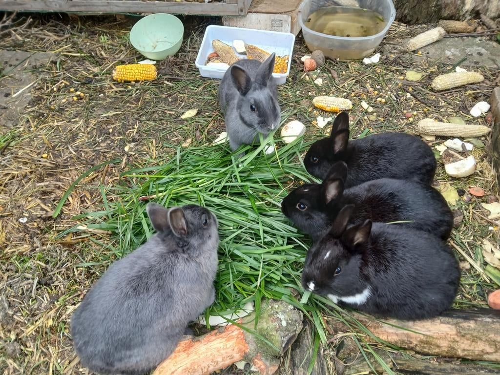 Lapins, Enlèvement
