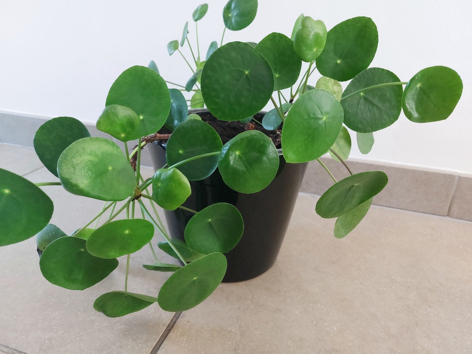 grote kamerplant met bloempot, Ophalen