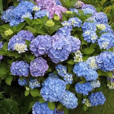 Vaste planten te koop door volledige renovatie tuin, Tuin en Terras, Ophalen, Bodembedekkers