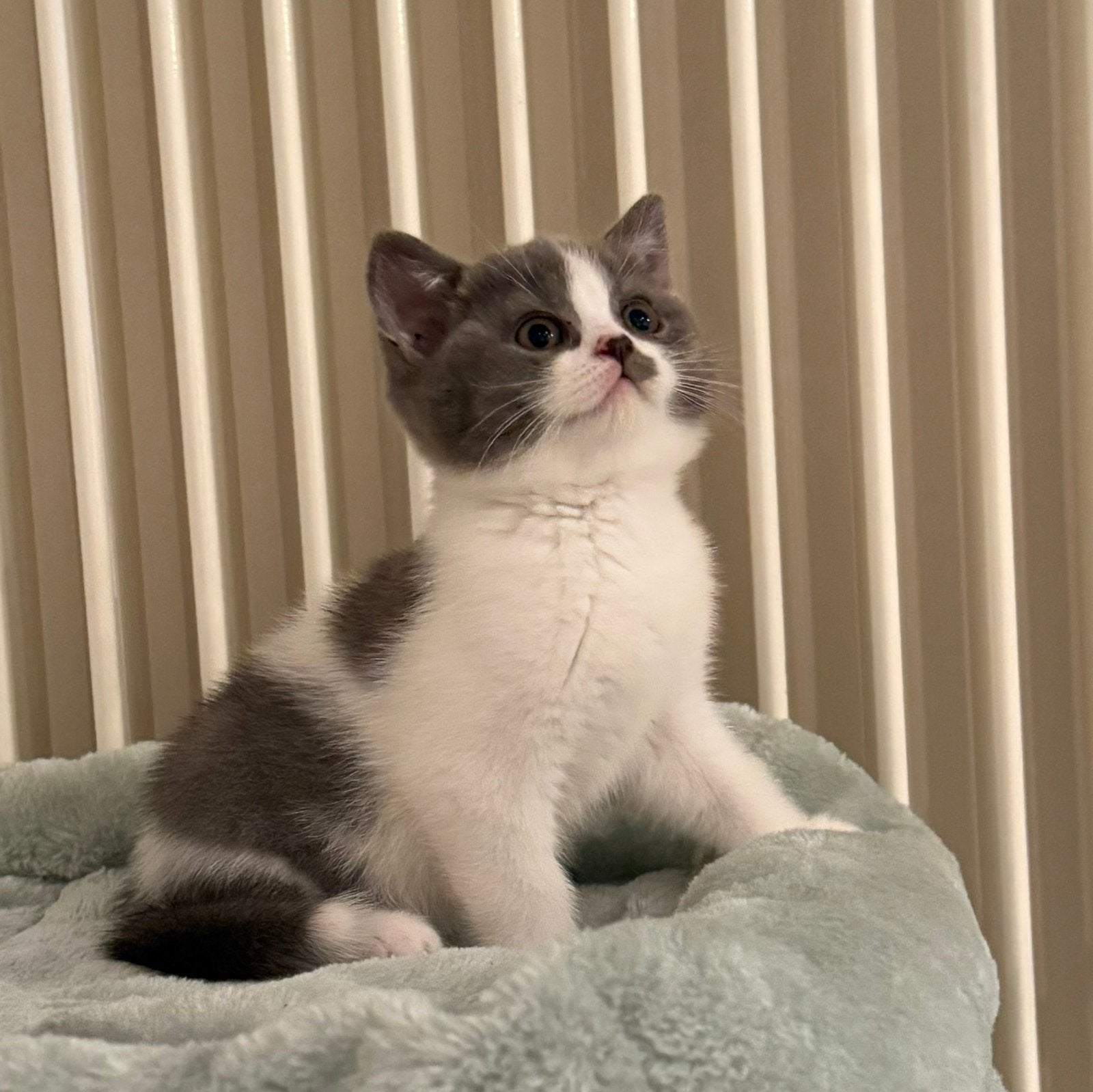 Exclusieve Britse Korthaar kittens Bicolor met stamboom, Plusieurs animaux, Avec pedigree, 0 à 2 ans
