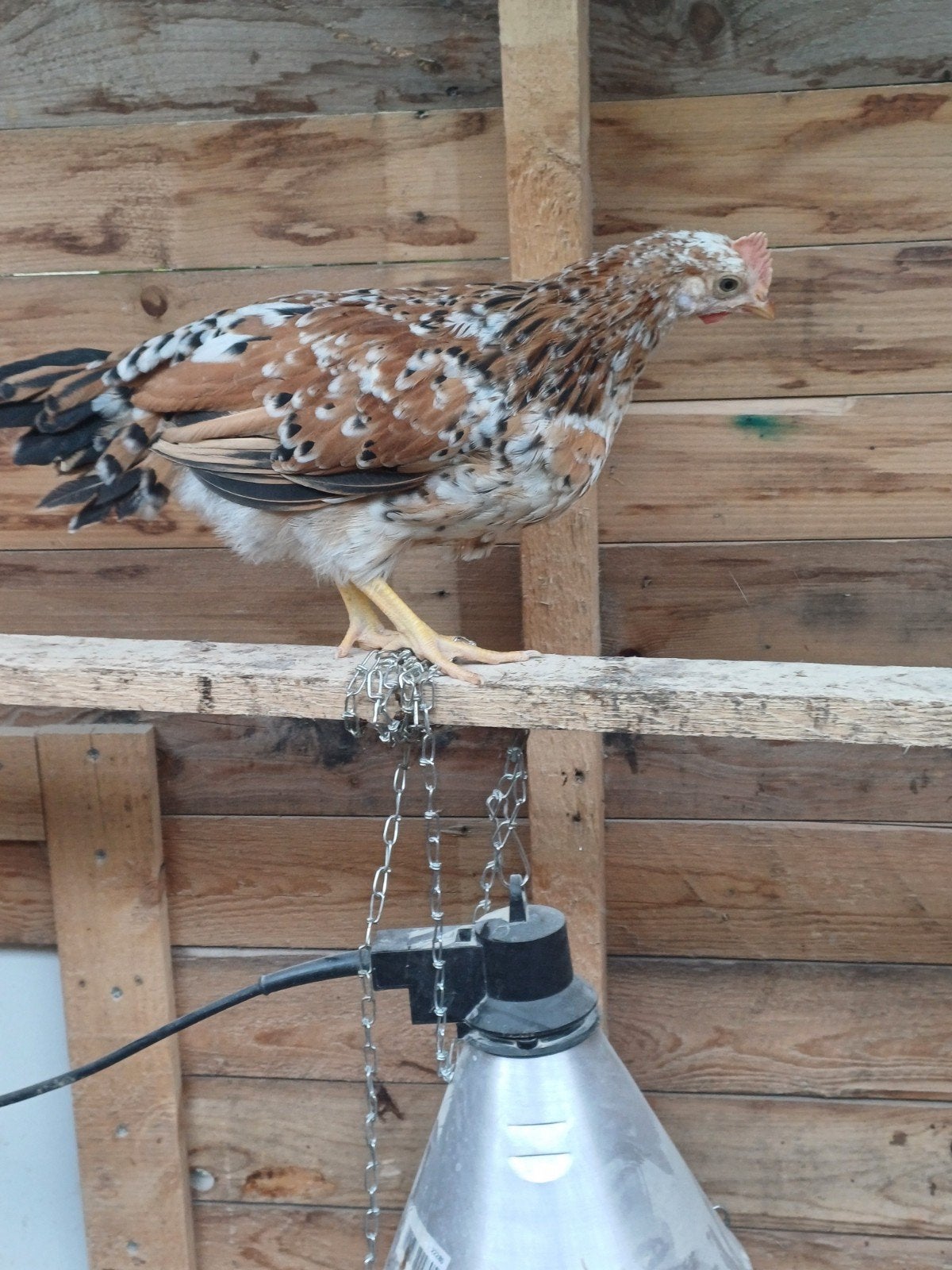 Leghorn porselein haantjes, Dieren en Toebehoren, Pluimvee, Mannelijk, Kip
