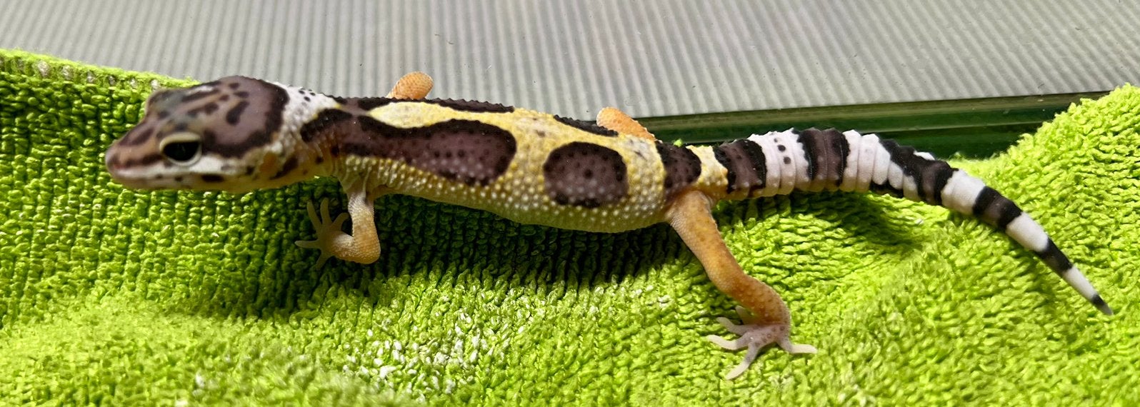 Luipaardgekko baby D, Animaux & Accessoires, Reptiles & Amphibiens, Lézard, Domestique, 0 à 2 ans