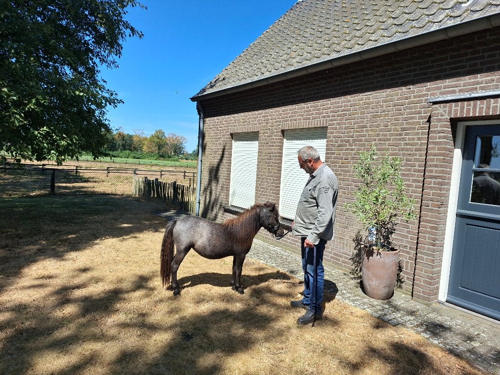 Zeer mooi braaf paardje, Merrie, A pony (tot 1.17m), Gechipt, 0 tot 2 jaar