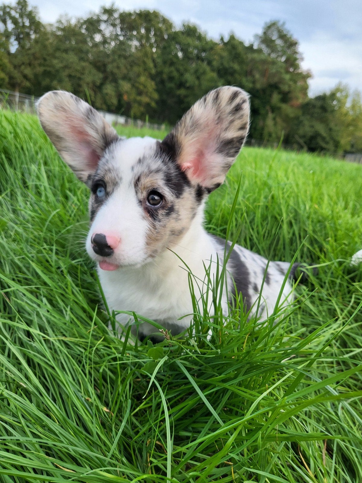 Welsh Corgi Cardigan pups / Corgi pups, Dieren en Toebehoren, België, CDV (hondenziekte), 8 tot 15 weken, Meerdere