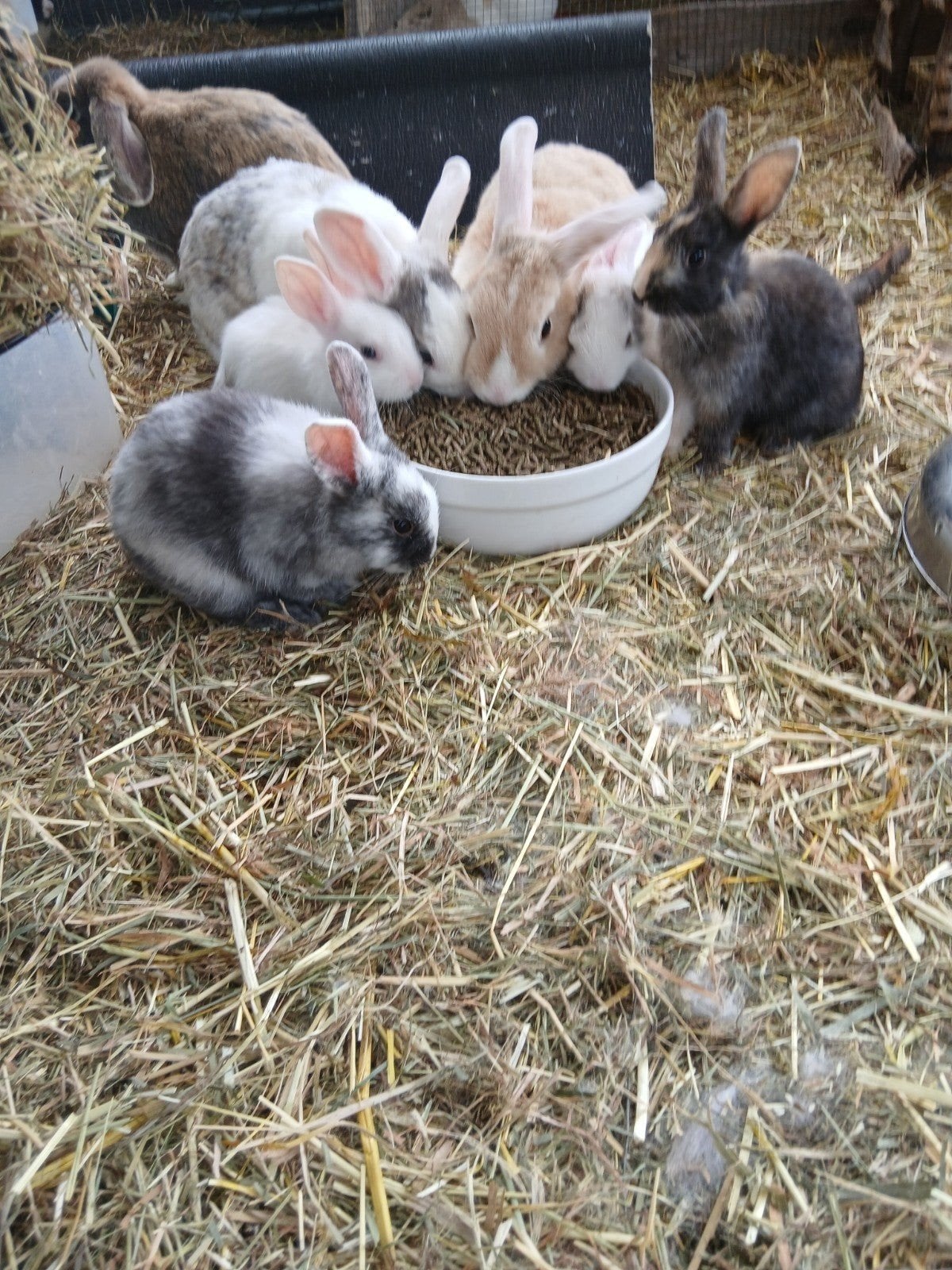 dwergkonijntjes te koop, Plusieurs animaux, Petit, 0 à 2 ans
