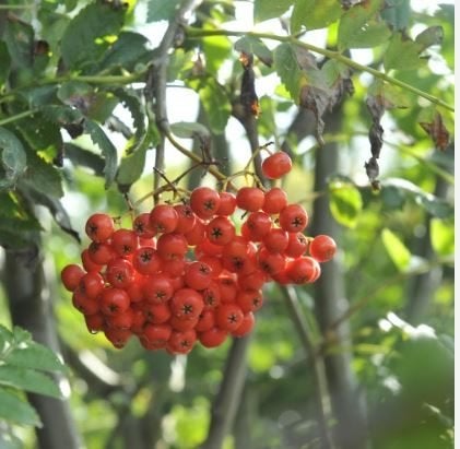 Sorbus intermedia - Zweedse meelbes (lijsterbes), Tuin en Terras, Planten | Bomen, Ophalen, Herfst, In pot