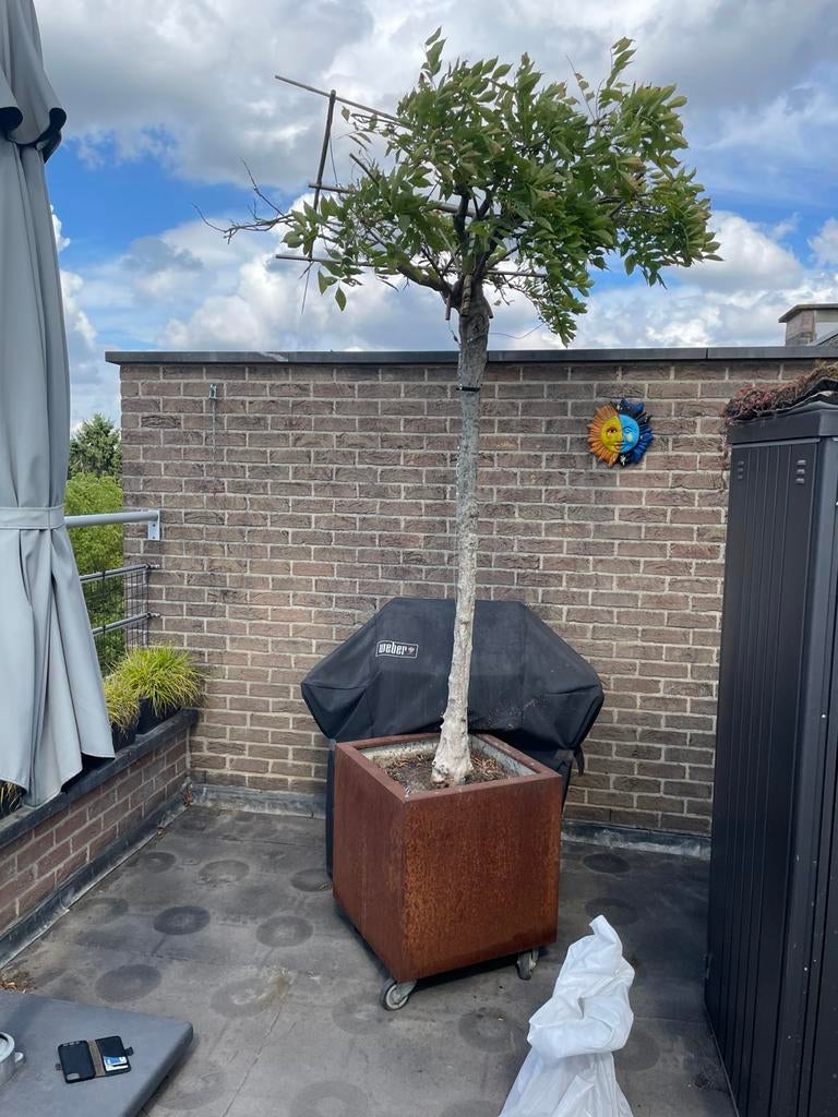 Blauwe regen dakboom, Jardin & Terrasse, Plantes | Arbres, Enlèvement, Arbre de toit