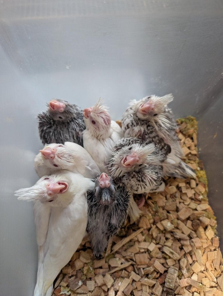 Bébé Calopsittes EAM, Dieren en Toebehoren, Geslacht onbekend, Parkiet, Geringd