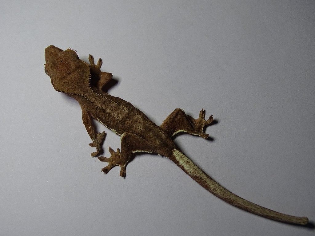 wimpergekko pos. Phantom, Dieren en Toebehoren, Reptielen en Amfibieën