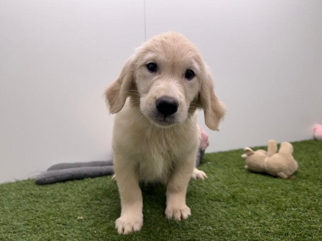 Nestje Golden Retriever, Golden retriever, België, 8 tot 15 weken, CDV (hondenziekte)