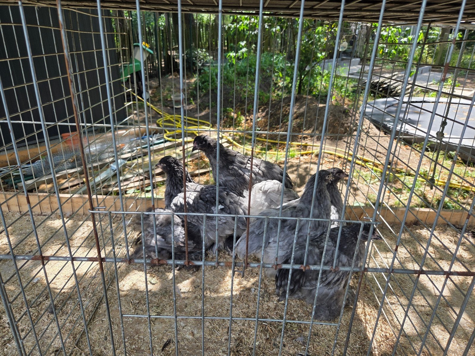 Brahma, Dieren en Toebehoren