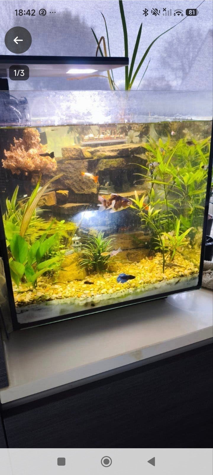 Design Aquarium 60L, Dieren en Toebehoren, Ophalen, Pomp, Filter