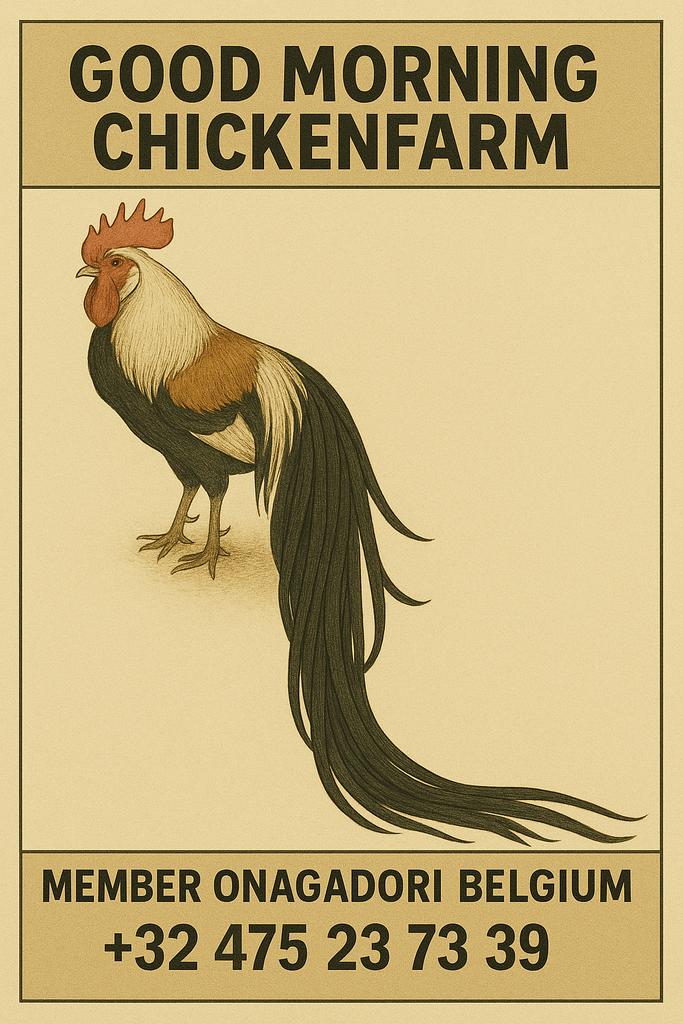 Broedeieren Onagadori, Brahma , Lakenvelder, Geslacht onbekend, Kip
