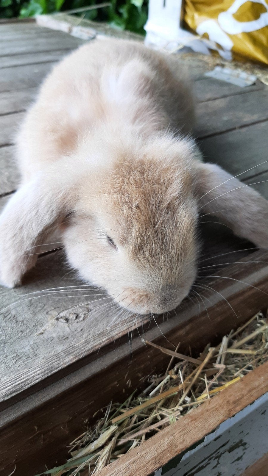 Franse hangoor, Dieren en Toebehoren, Konijnen, Vrouwelijk, Groot, Hangoor, 0 tot 2 jaar
