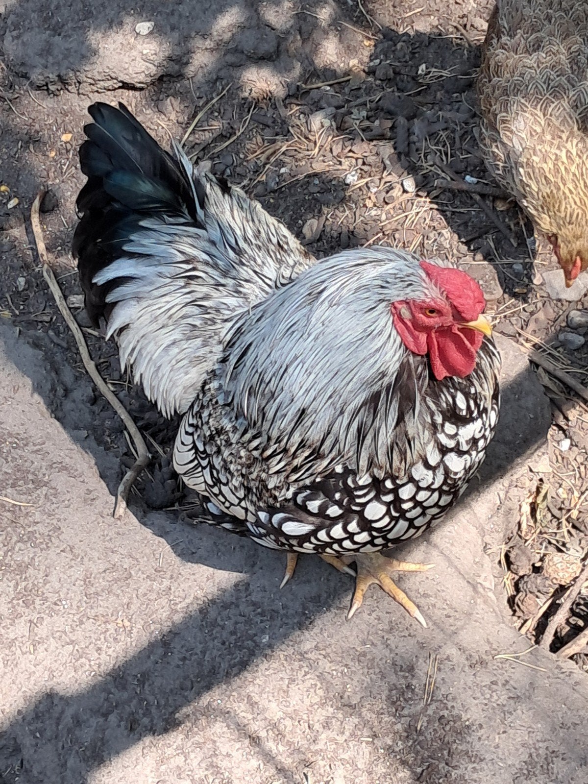 wyandotte kriel haan, Dieren en Toebehoren, Pluimvee