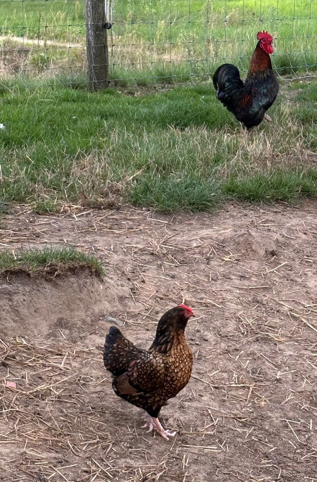 Haan en hen, Dieren en Toebehoren