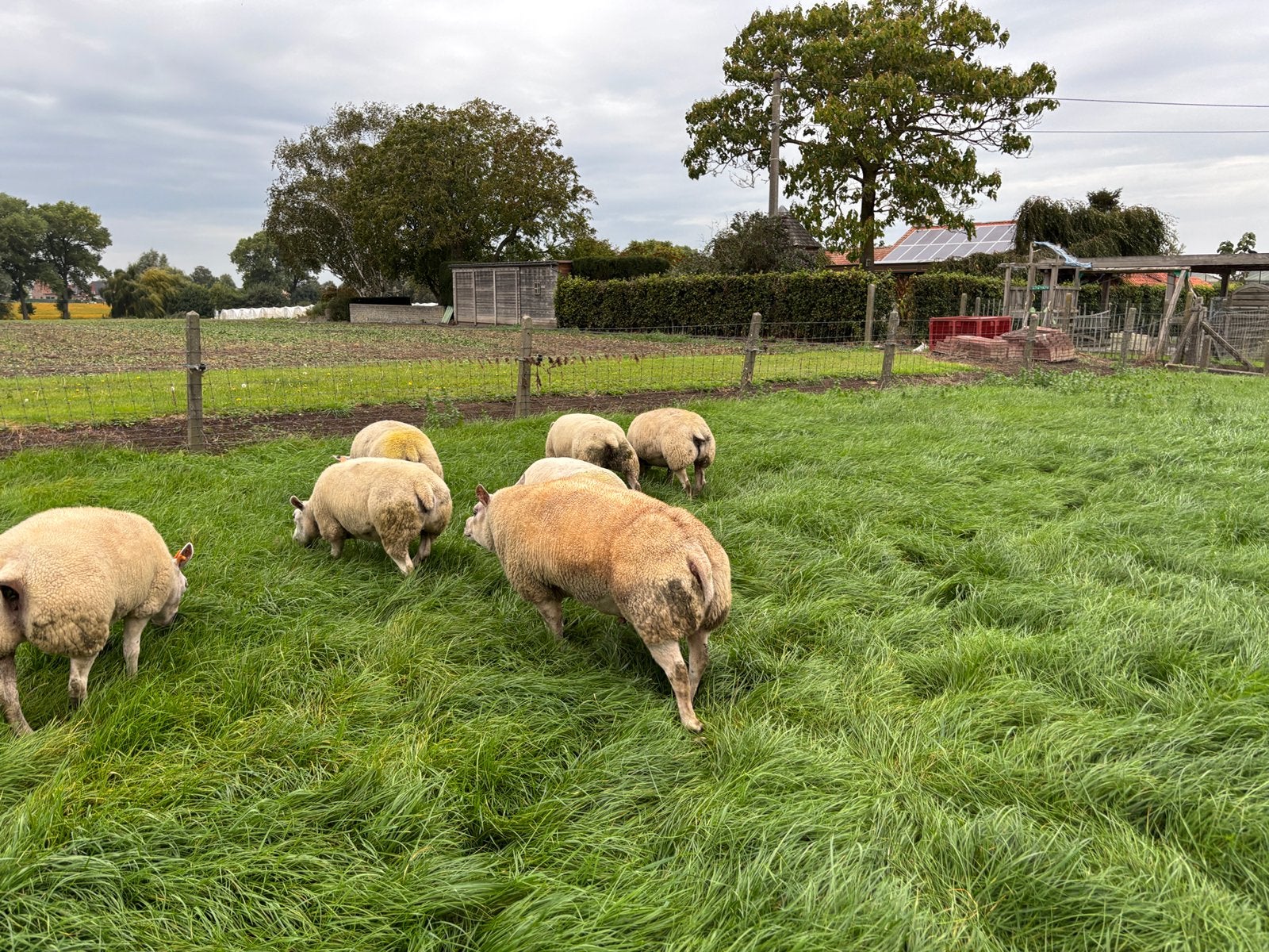 2 jarige texelaar dekram te koop
