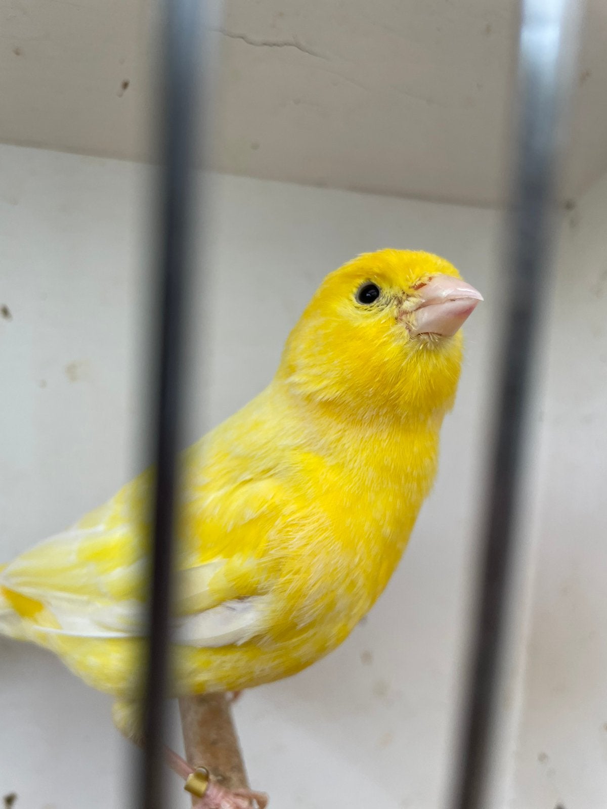 Te koop twee mooie mannetjes kanaries van 2025 met ring, Dieren en Toebehoren, Vogels | Kanaries, Mannelijk, Kleurkanarie