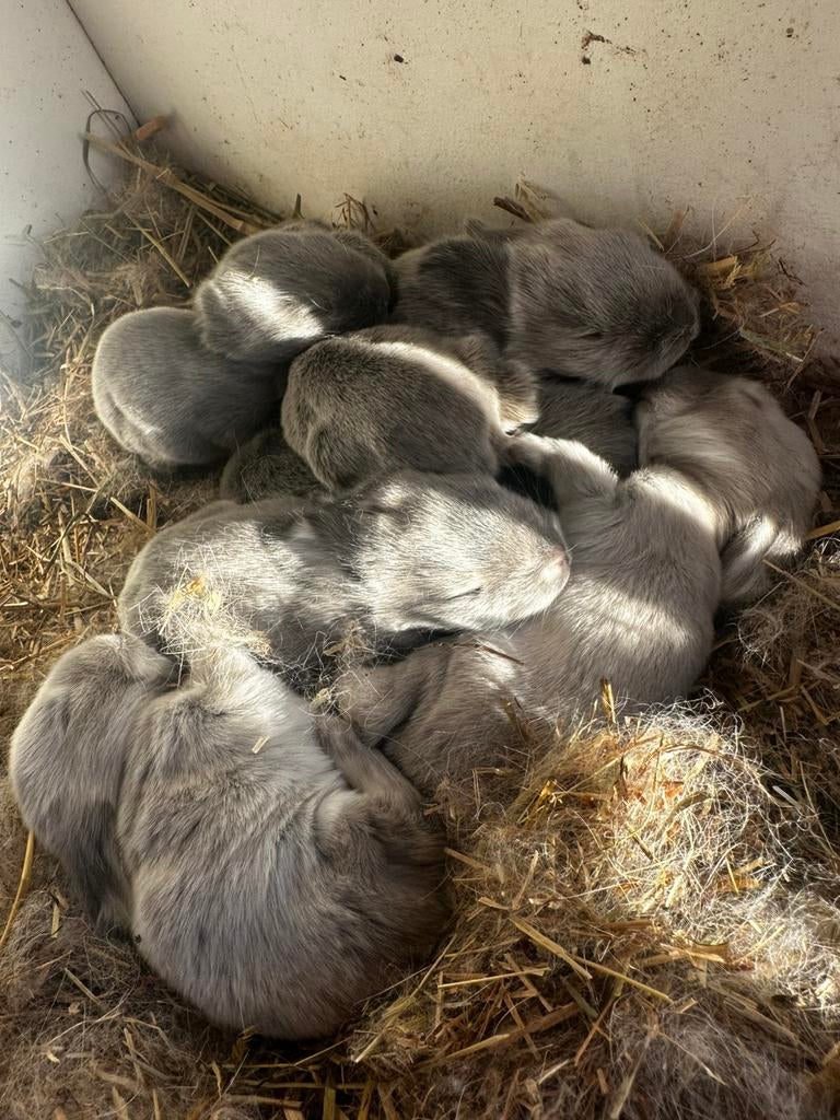 Nestje Franse Hangoren, Dieren en Toebehoren