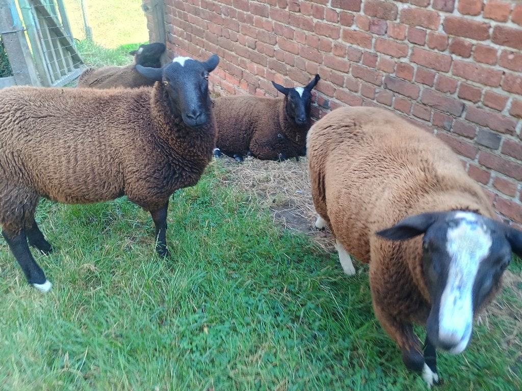 zwartbles ram ruilen (Ingelmunster), Mannelijk, Schaap, 0 tot 2 jaar