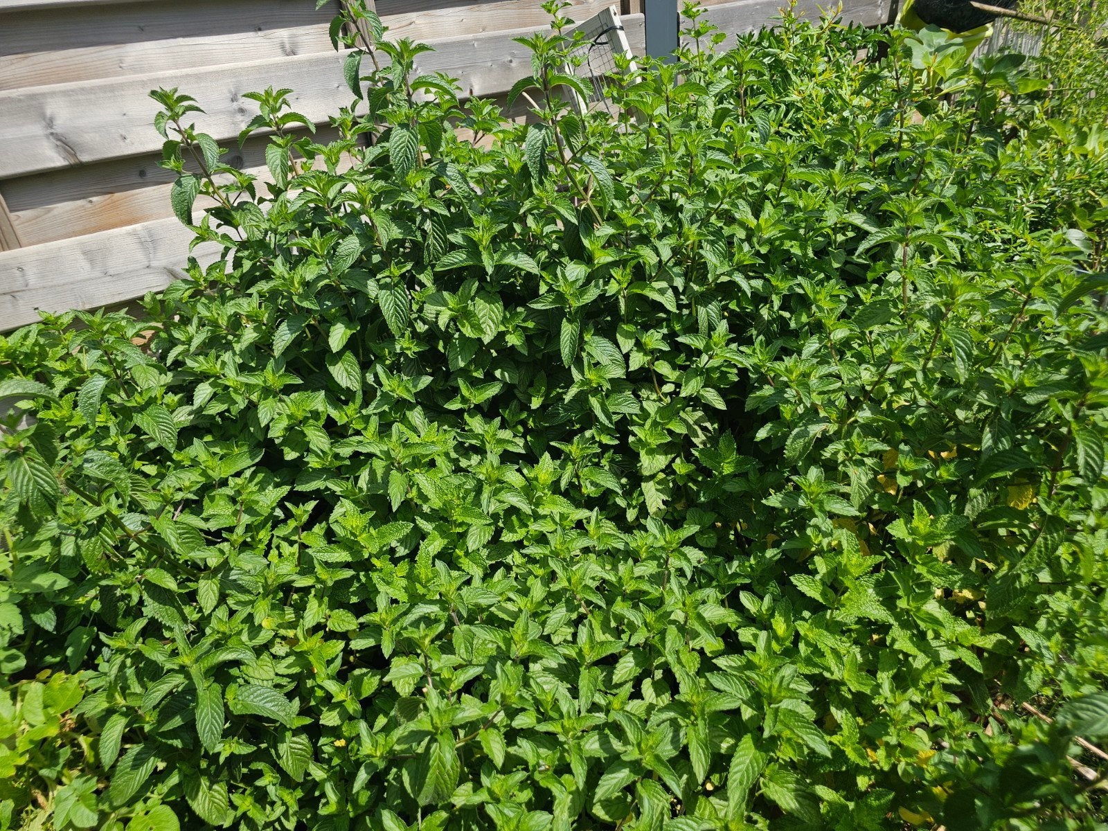 Verse bio munt, Tuin en Terras, Planten | Tuinplanten, Ophalen