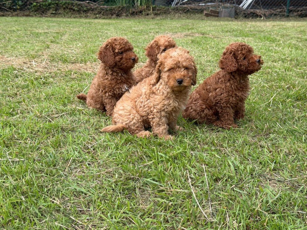 Dwerg Poedel / Toy Poedel Pups, Chien (mâle), Caniche, Belgique, 8 à 15 semaines