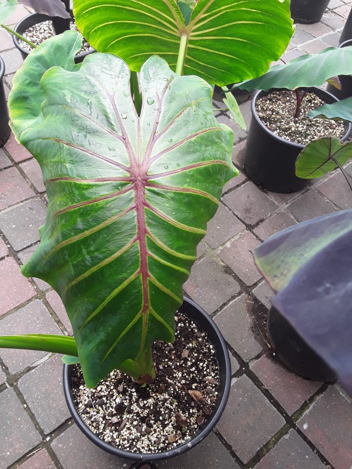 colocasia pharaoh mask red, Tuin en Terras, Ophalen of Verzenden