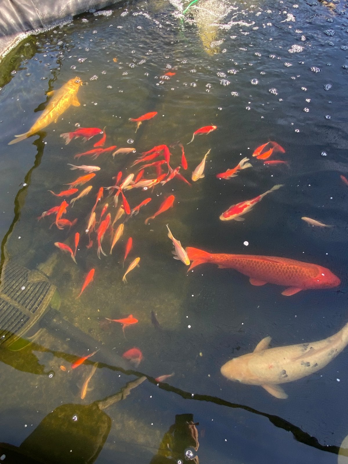 Koi wit met paar zwarte vlekken 50cm, Karper of Koi