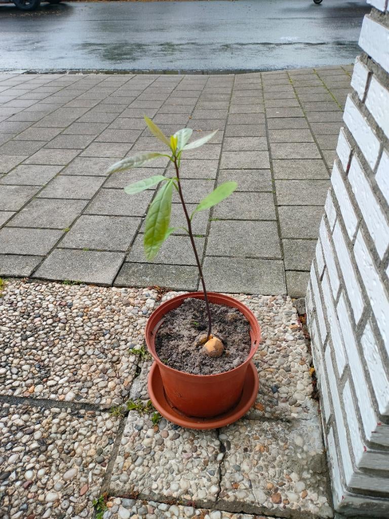 Avocado kamerplant, Ophalen, Nieuw