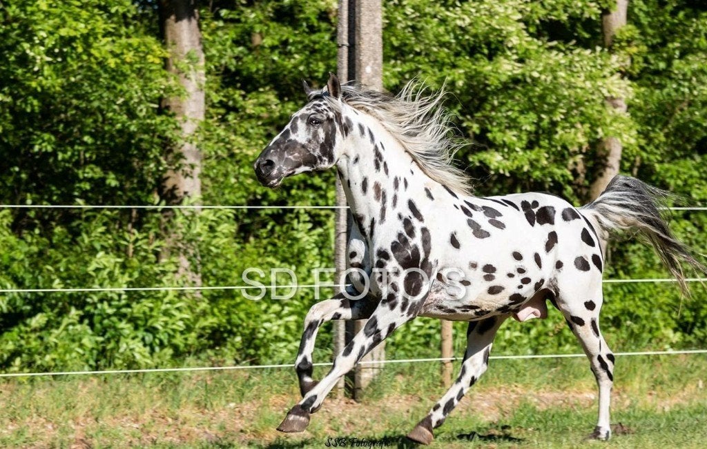 appaloosa ruin 2 jaar, Dieren en Toebehoren, Paarden, Gechipt, Minder dan 160 cm, Ruin, 0 tot 2 jaar