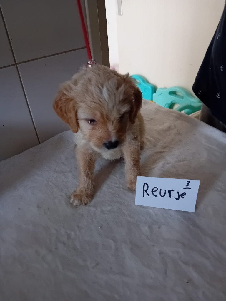 mooie labradoodle, Enlèvement, Neuf, Chiens