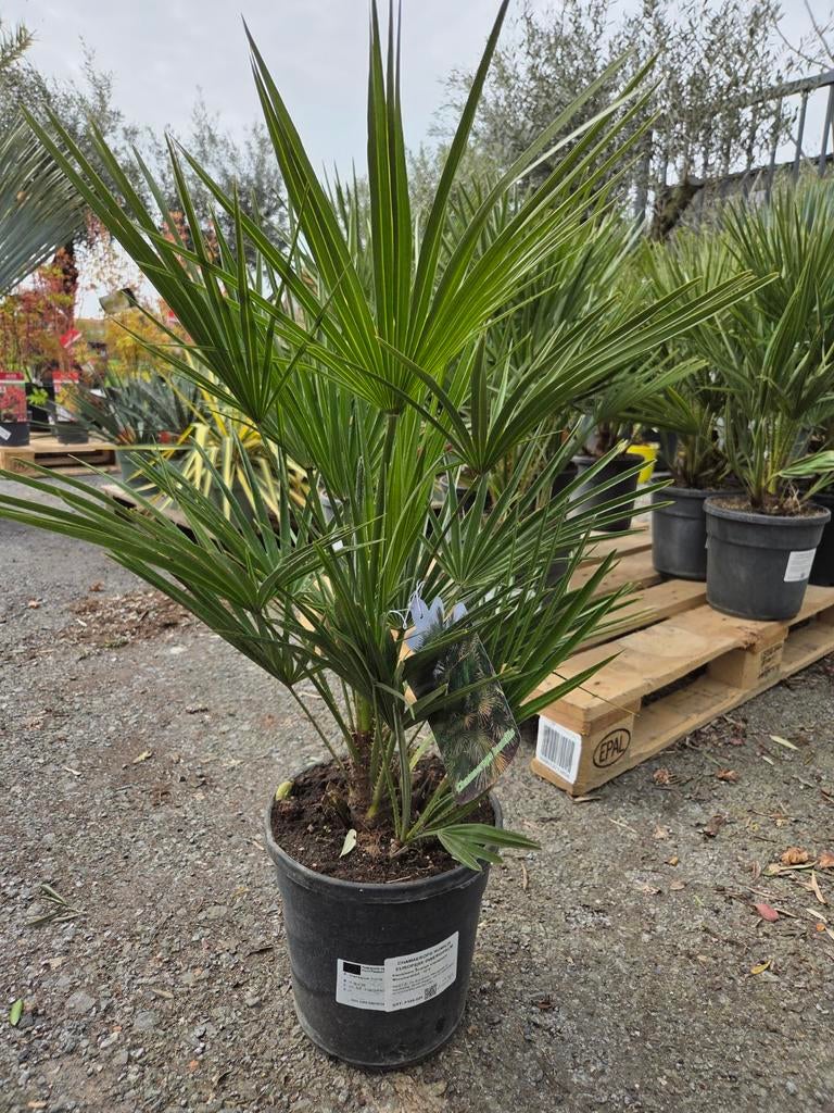 Europese dwergpalm - Chamaerops Humilis, Tuin en Terras, Ophalen